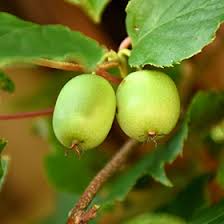 Image result for Actinidia