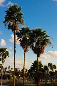 Brownsville Palm Trees Palm Trees Brownsville Tropical Painting