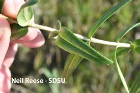 Image result for Gentianaceae