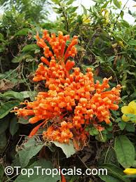 Image result for Pyrostegia