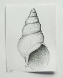 Hb, 2b and 6b.and i blended with a paper stump.=====i used so many reference phot. 10 Staggering Charcoal Easy Things To Draw Ideas Drawings Shell Drawing Painting Drawing