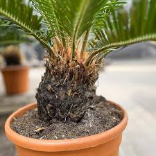 Image result for Cycas