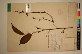 Image result for Trilepisium madagascariense
