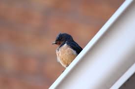 If you have bird feeders or birdbaths, keep them at least 30 feet away from your porch so the birds to learn how to use baking soda to keep birds away from your porch, keep reading! How To Scare Away Barn Swallows Bird Prevention Tips
