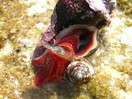 Montageanleitung Pax Korpus