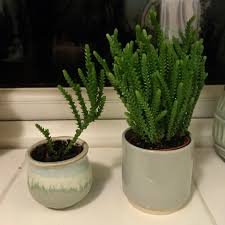 Pseudolycopodioides, crassula lycopodioides, crassula pseudolycopodioides. Crassula Muscosa Watch Chain Prop Keeps Branching Looks Like It S Top Heavy And Falling Over What Should I Do Succulents