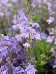 Véronique d'Autriche 'Shirley Blue'