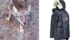 Ich verkaufe meine sehr gut. Die Tierqualerei Die Hinter Canada Goose Jacken Steht