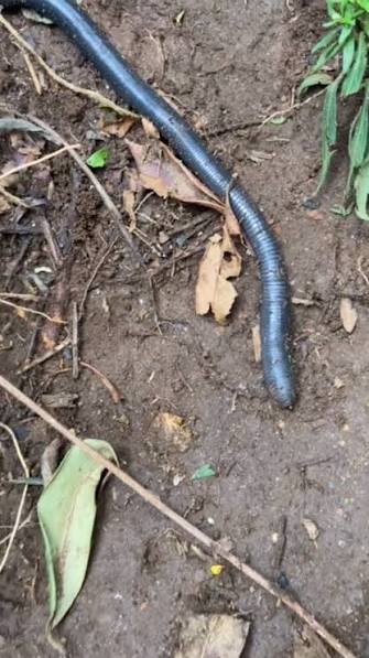 A Anos q eu não vejo um Animal desse ( minhocuçu ), O minhocuçu é uma  minhoca gigante nativa do Brasil, podendo ultrapassar um metro de  comprimento, essencial para a aeração e fertilidade do solo por ...