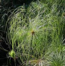 Image result for Cyperus sp. no. 1
