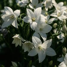 Image result for Wahlenbergia capitata