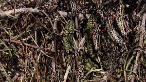 Kenya digital news brings you the latest news as they happen in a digital way. Suspected Locusts Invade Juja Farms As The Clergy Hold Spiritual Intervention Kenya News Agency