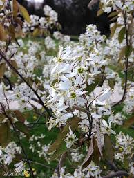 Little white flowers early spring. Flowering Trees For Home Gardens 21 Beautiful Choices