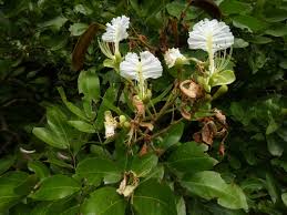 Image result for Berlinia grandiflora