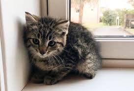 Norske serier 2015 livmorbetennelse hos gammel hund hvordan legge fuktsperre vegg verdens feiteste katt yorkshire terrier til salgs skam sesong 4 nrk camping ved strømstad verge for voksne. Verdens Tykkeste Katt