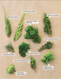 We did not find results for: Small Evergreens Big Impact This Old House
