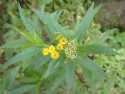 Image result for Psiadia punctulata
