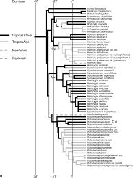 Image result for Syncolostemon flabellifolius