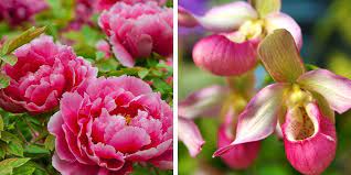 Find quick links to all the state birds in the united states. 50 Pictures Of State Flowers Us State Flowers List