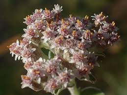 Image result for Plecostachys