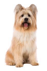 rassebeschreibung des elo hunde hunde rassen intelligente tiere