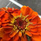 Friday Farm Work Party — ResilientSeed Healing Farm event image