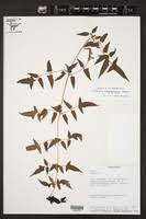 Image result for Blotiella bouxiniana