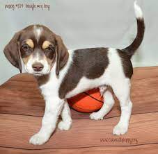 Beagle Mix Puppy Available For Adoption At Colorado Puppy Rescue Beagle Mix Puppies Beagle Mix Puppies