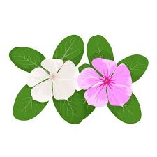 Image result for Catharanthus roseus