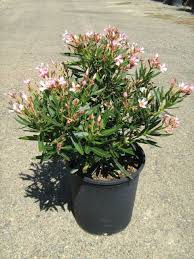 Nerium oleander 'petite pink' is an evergreen shrub with a very long bloom cycle. Nerium Oleander Petite Salmon T Y Nursery