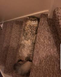 Maybe you would like to learn more about one of these? The Cat Store On Twitter Cuba Cari Benda Tersembunyi Susah Betul Nak Perasan Kan Ermm