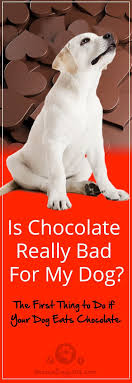 What do you do if your dog ate cocoa? The First Thing To Do If Your Dog Eats Chocolate My Dog Ate Chocolate What Should I Do We All Know Chocolate Can Be T Dog Ate Chocolate Sick Dog