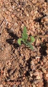 Image result for Chlorophytum amplexicaule