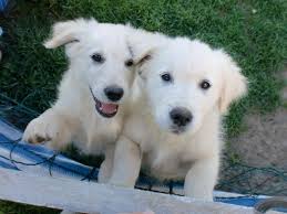 A cross between a purebred golden retriever and a purebred labrador retriever this mix is often used as a guide or service dog. Golden Retriever Labrador Mix Welpen In Eitorf Rankenhohn Tiere Kleinanzeigen