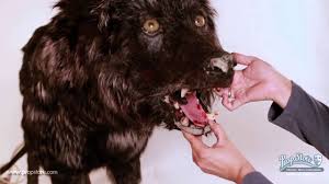 Alpha wolf 2018 year free hd. The Gray Mechanical Alpha Wolf Puppet Youtube