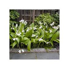 Fiore giallo dell'orchidea in fioritura. Bletilla Striata Alba I Giardini Dell Indaco