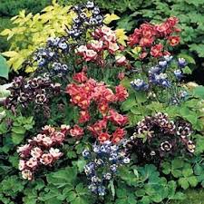 Image result for Aquilegia vulgaris Tower Mix