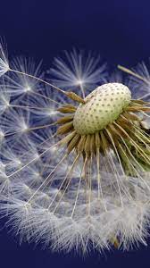 Pin On Flowers Wallpapers