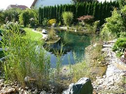 Designergarten At Schwimmteiche 125 Jpg 800 600 Natural Swimming Ponds Swimming Pond Natural Swimming Pools