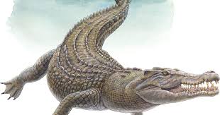See full list on ourplnt.com 13 Facts You Didn T Know About The Saltwater Crocodile Sport Diver