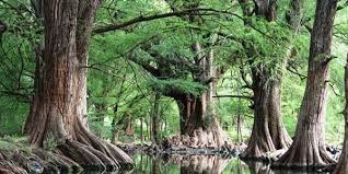 Ahuehuete (n.) 1.mexico's most famous tree; Ahuehuete Home Facebook