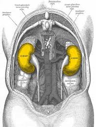 10 Deadly Habits That Seriously Damage Your Kidneys Kidney Health Health Facts Body Health