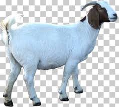 7,440 likes · 866 talking about this. Qurbani Png Images Qurbani Clipart Free Download