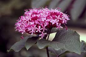 Image result for Clerodendrum abilioi