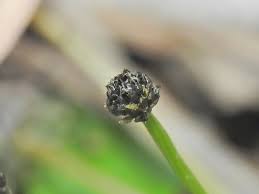 Image result for Eriocaulon teusczii