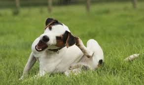 Usually if you can actually see fleas it means there are hundreds or. Dog Won T Stop Scratching And Chewing Herself But It S Not Fleas Nature News Express Co Uk