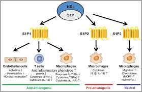 Pin On Graphical Biology