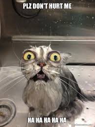 Plz Don T Hurt Me Ha Ha Ha Ha Ha Cat Bath Make A Meme