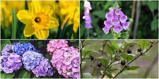 Maybe you would like to learn more about one of these? Britain S Favourite Flower Is Revealed After Nation Votes