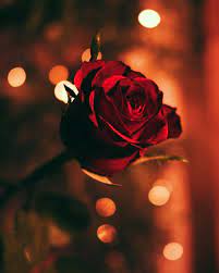 Download and use 30,000+ red rose stock photos for free. Where Is My Rose Beautiful Rose Flowers Images Flower Images Beautiful Rose Flowers